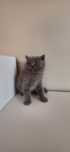 Mascul British Shorthair