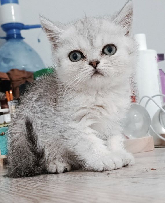 Shinshilla strayt akras tabbi