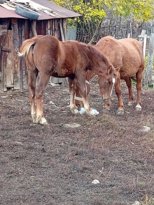 De vânzare mama și fica 170 de milioane preț negociabil