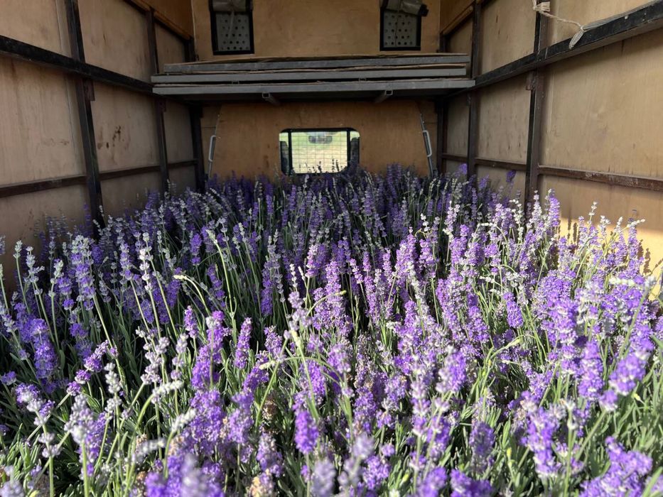 Lavanda gullari sotiladi