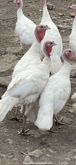 Ofer spre vanzare pui de curcă 150 curcanul  - 100 curca