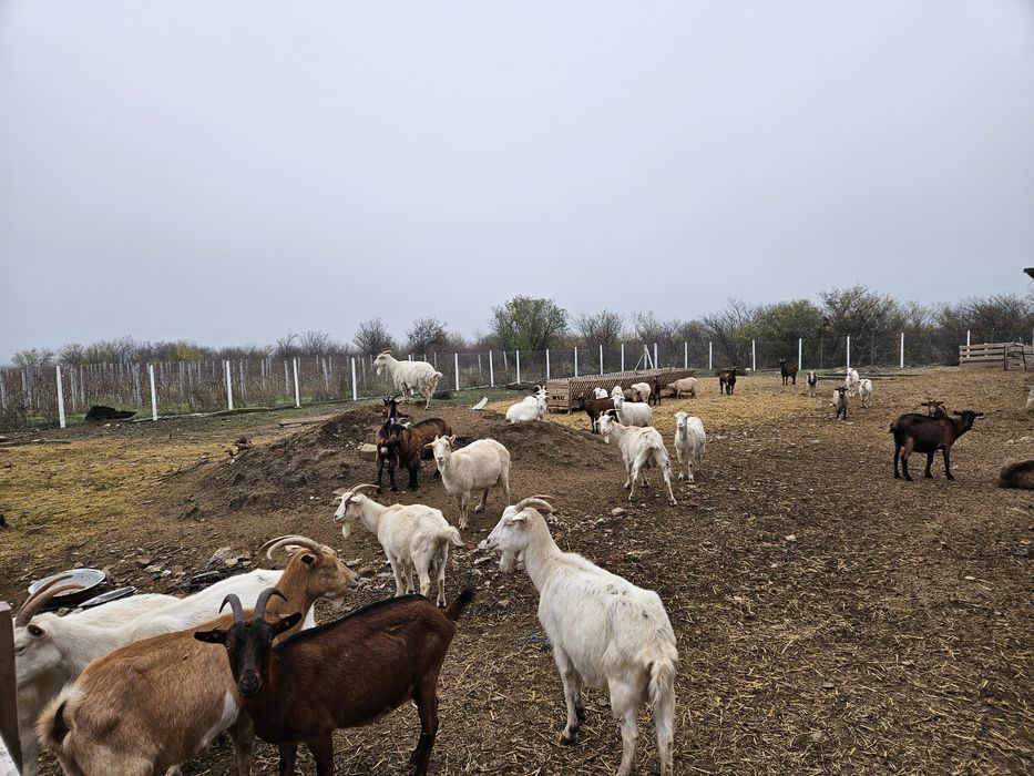 Vand 35 capre mari metis rezistente