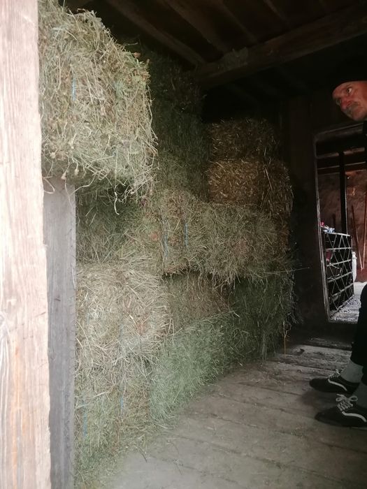 Vand baloți de fân si baloți otravă