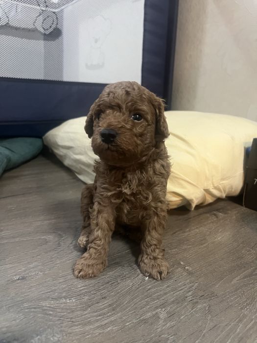 Той пудели момчета