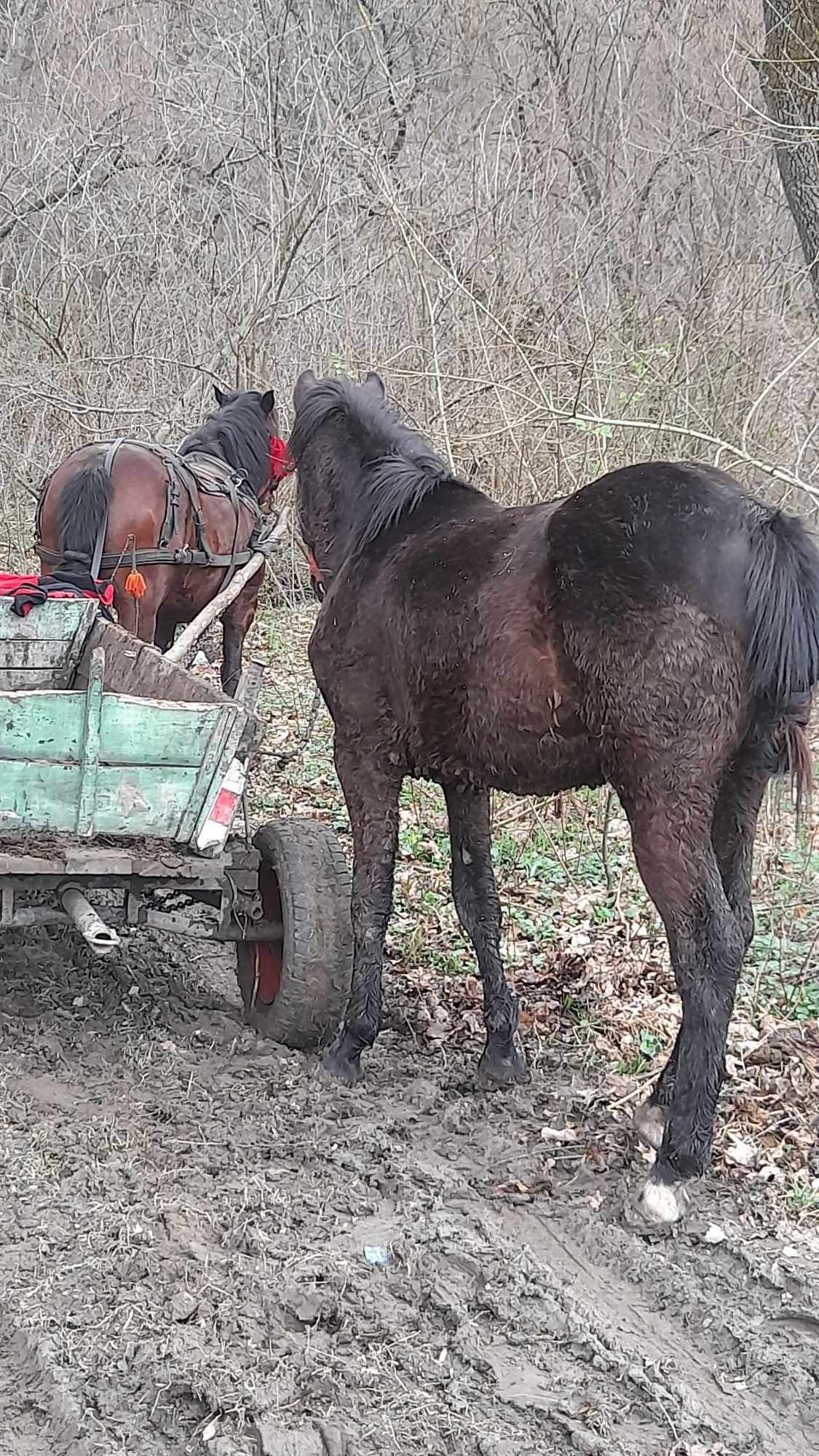 Vand  manz de .1ani si 8.luni.si.castrat.de.o.luna