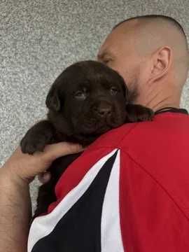 шоколадови лабрадорчета с родословие