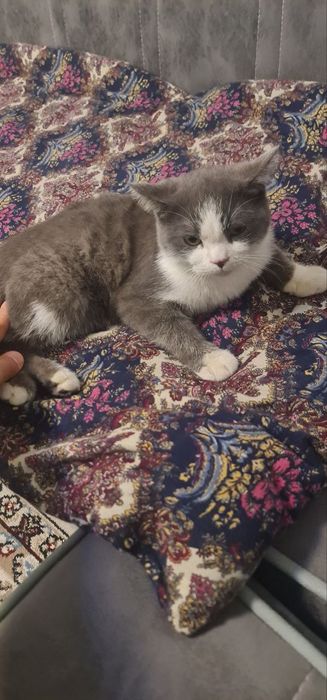 Продаю кошка сколтш страйт