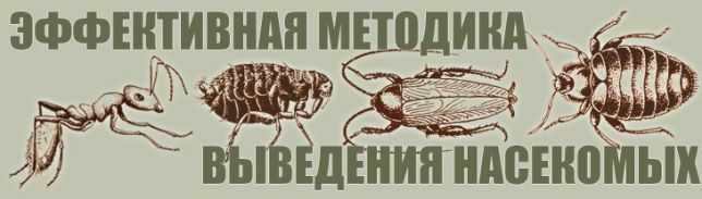 Клопы...за мной не надо переделовать   (опыт) Сергей