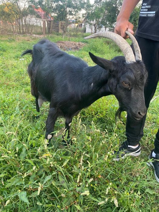 2 capre bune de lapte și 7 iade