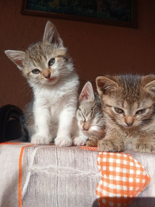 Donez pisicuțe pentru o familie iubitoare de animale.