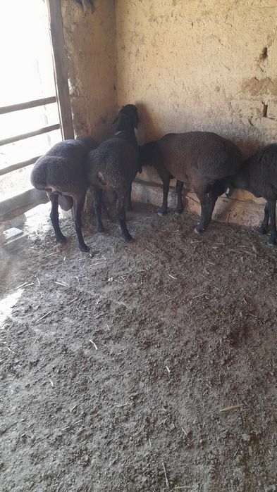 Кучкорлар сотилади соглом