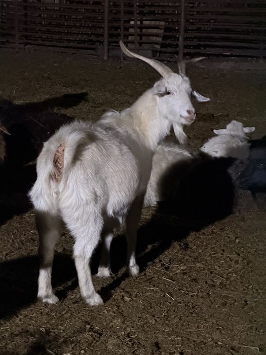 Ешкі сатылады ! 45бас