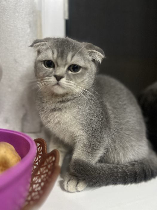 Sotuvda fold qizcha 1.5mln  Urganchda