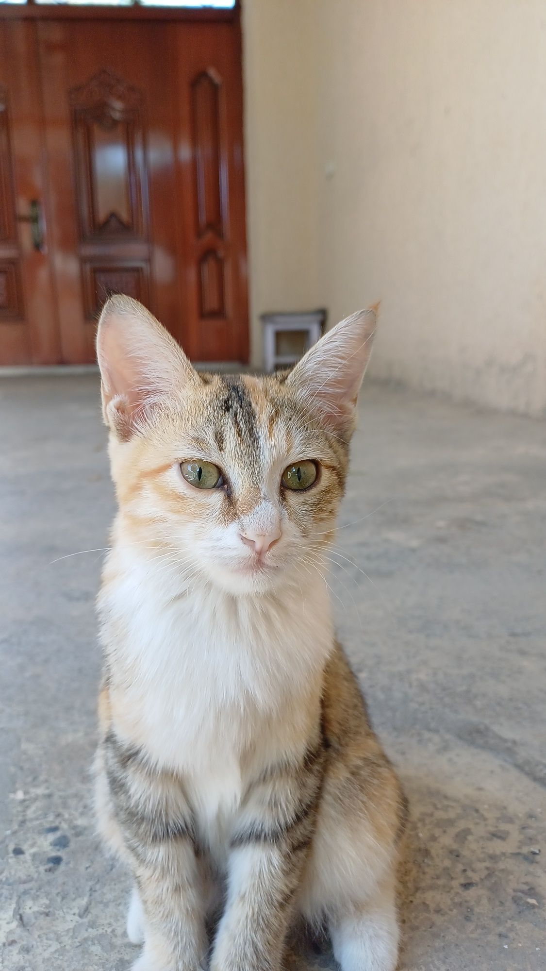 Отдам в добрые руки котёнка девочку