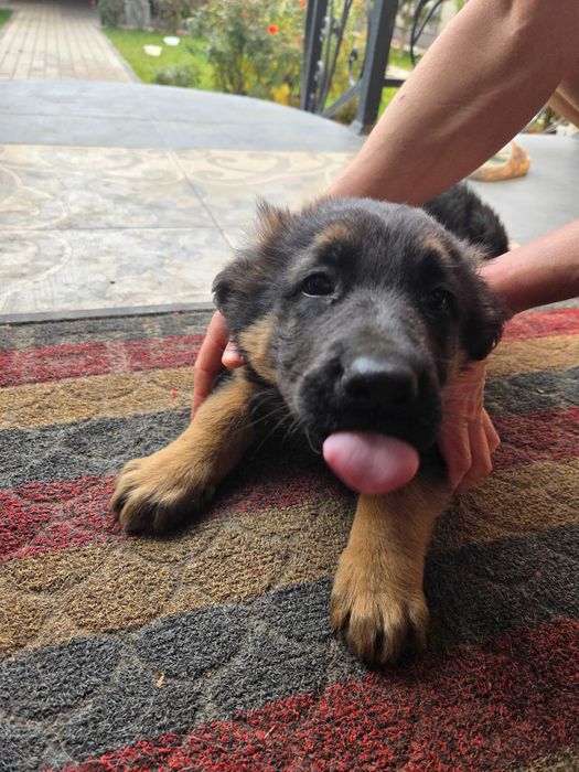 Немецкая Овчарка. 2 месяца кабель.