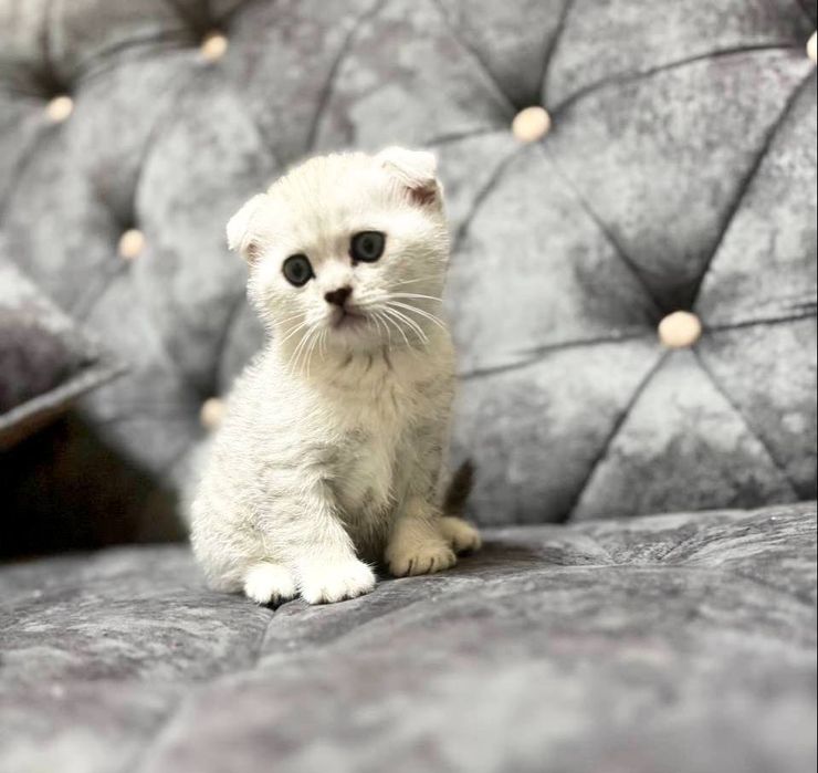 Котёнок срочно 1 дона қолди! Мушуча сотилади!