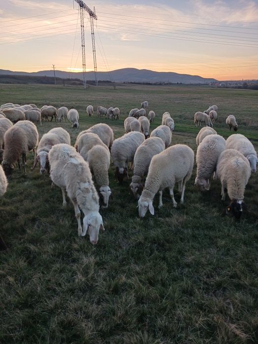 Продавам овце Аваси и Асаф
