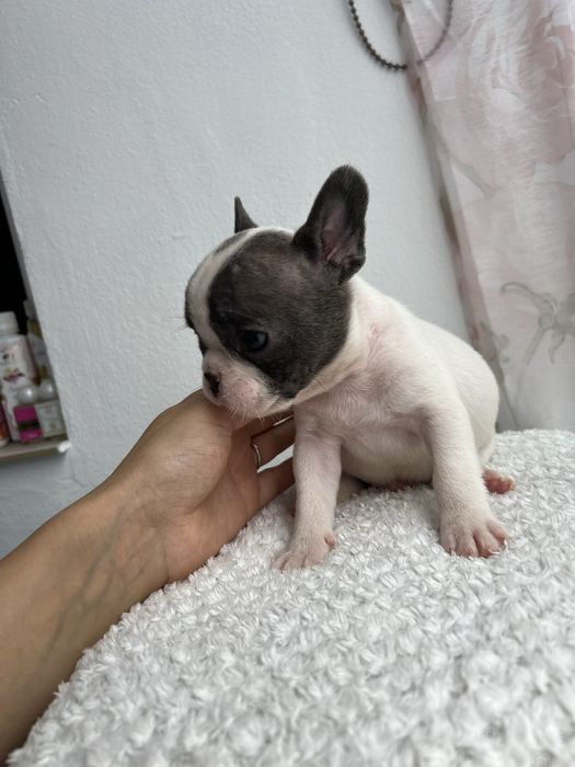 Bulldog francez