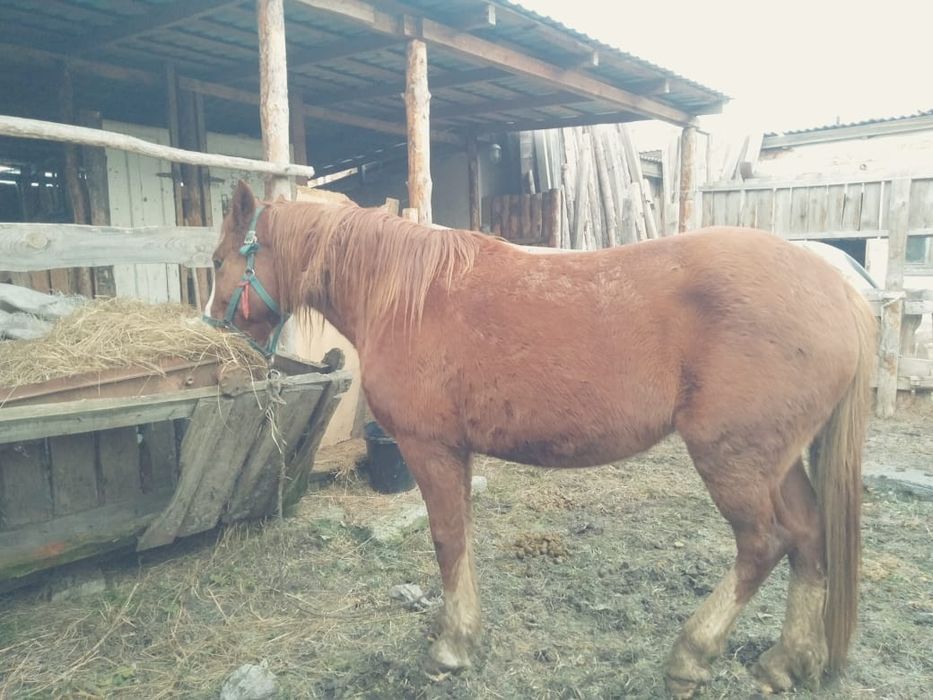 Продам хорошую  кобылку шестилетку