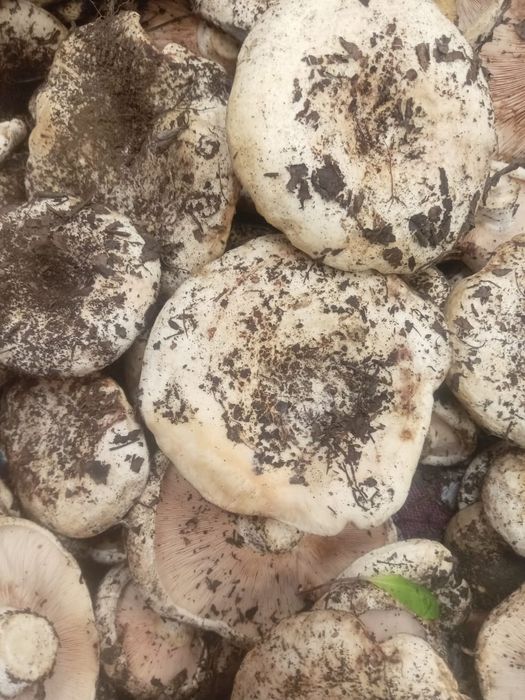 Продам грибы грузди свежие