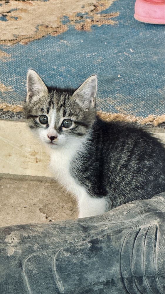 Отдам котят в хорошие руки