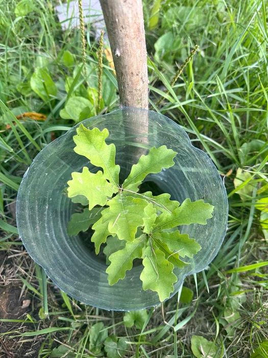 Продам саженцы ДуБа