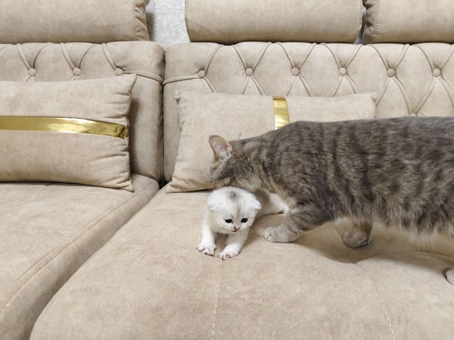 Продаются котёнок мальчик 1 месяц скоттиш-фолд правильная вязка чисток