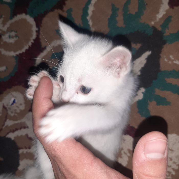 Aqilli Mushuk bolalari sotiladi
