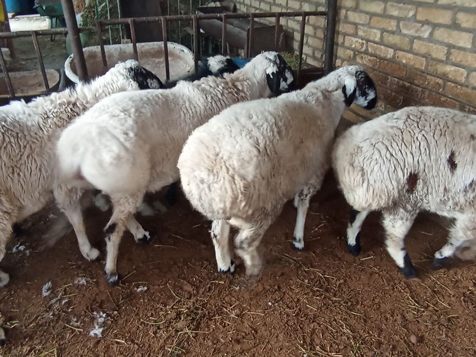 Коракулок кучкорлар сотилади