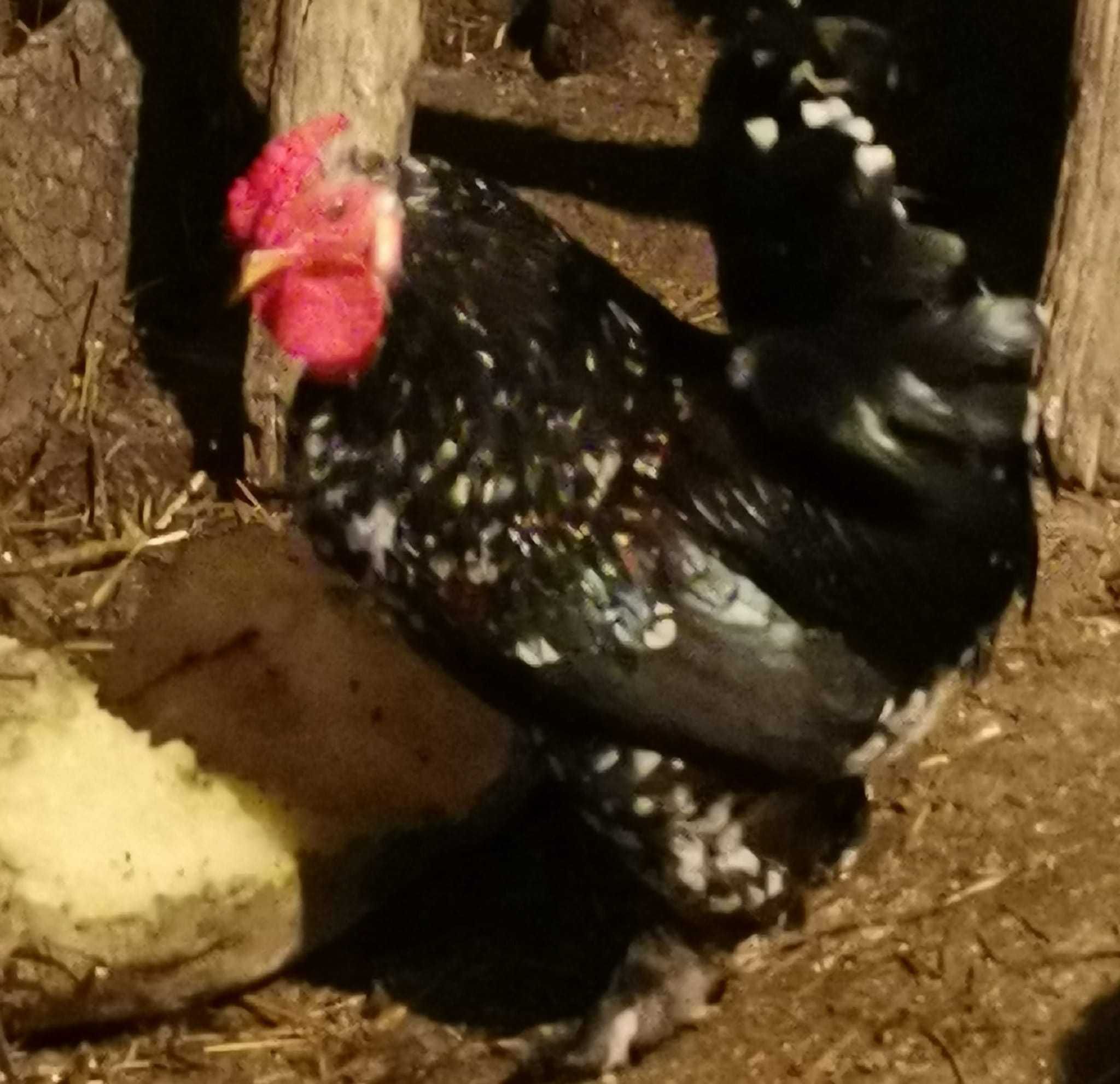 cocosel american