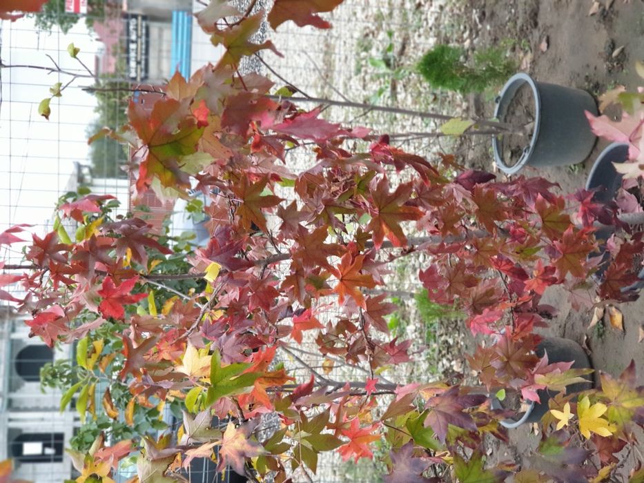 Liquidambar 2-3 m