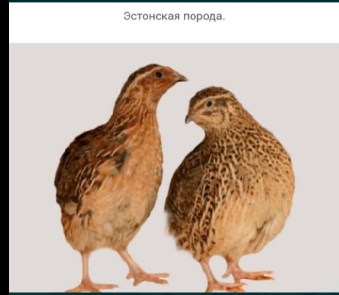 Бодене енді жұмыртқаға кірген