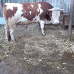 Vand taur, vaca si vitel