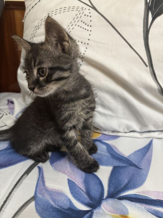 Отдам котенка в добрые руки