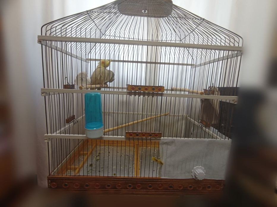 Продам попугаев карелл