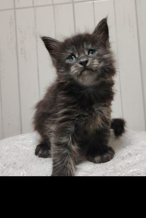 Малыши мейнкун 'ы