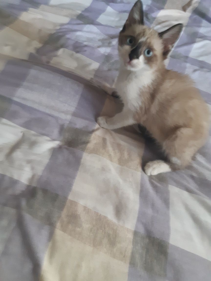 Котята брат и сестра