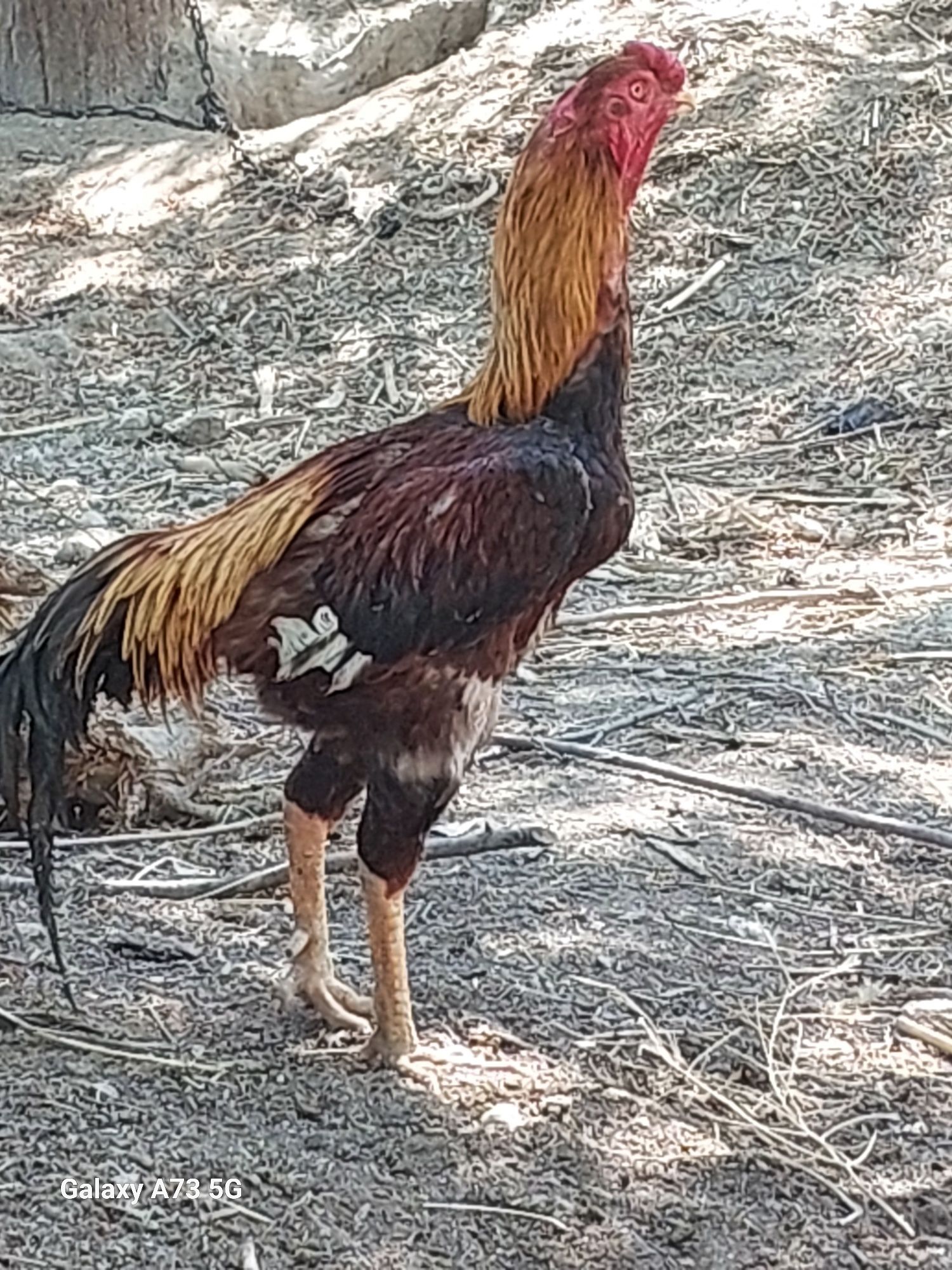 Gran xurozzzxxzbor
