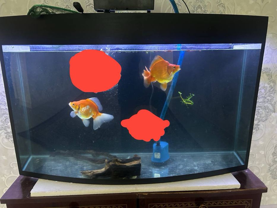 Aranda rukin privaznoy