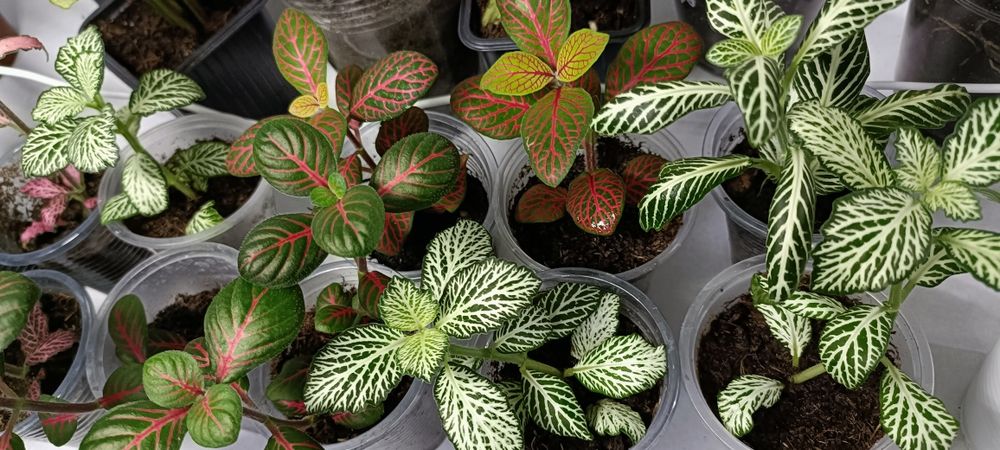 Фиттонии:1000 тенге