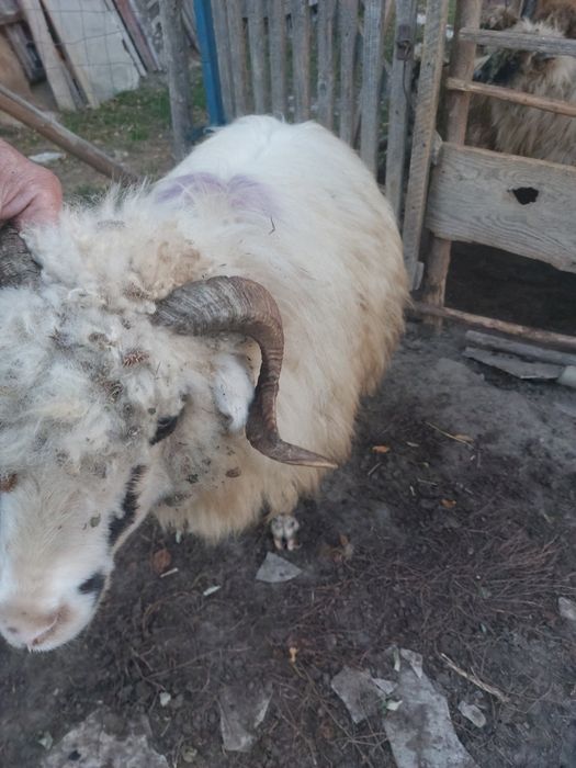 Vând oaie oachișă