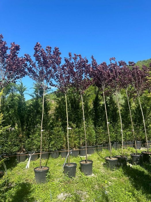 Grădină de vis cu Prunus – Servicii complete de amenajare