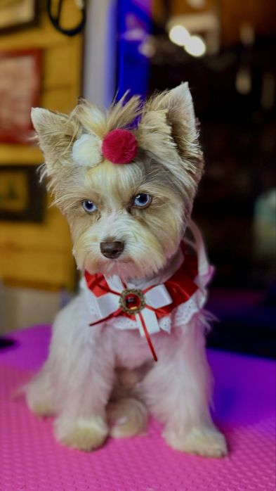 Tuns catei Bragadiru