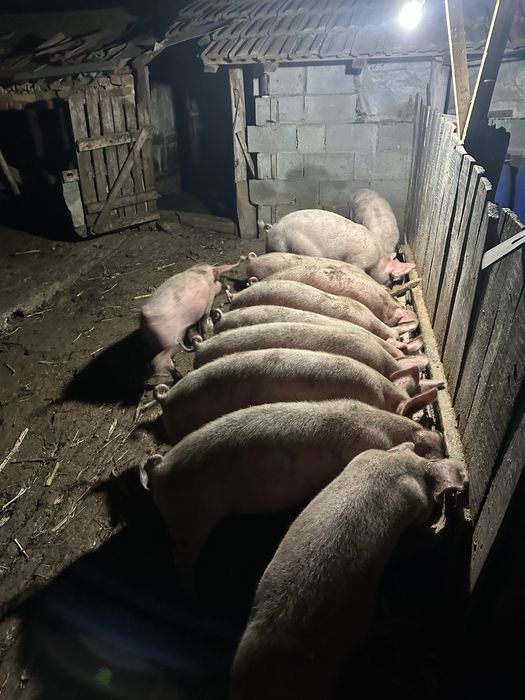 Продавам малки прасенца