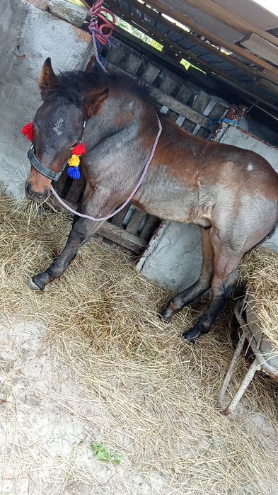 Vând un mânz de 4 luni jumate