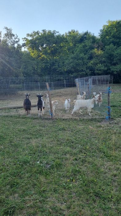 Vand capre 6 cu lapte un țap si 3 tinere.