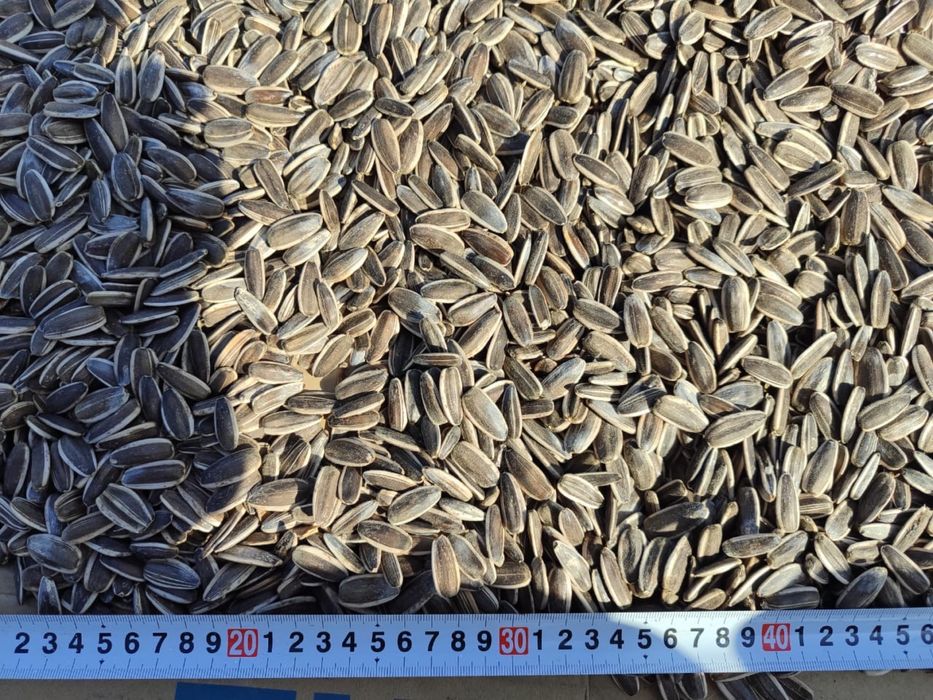 Семечки отборные