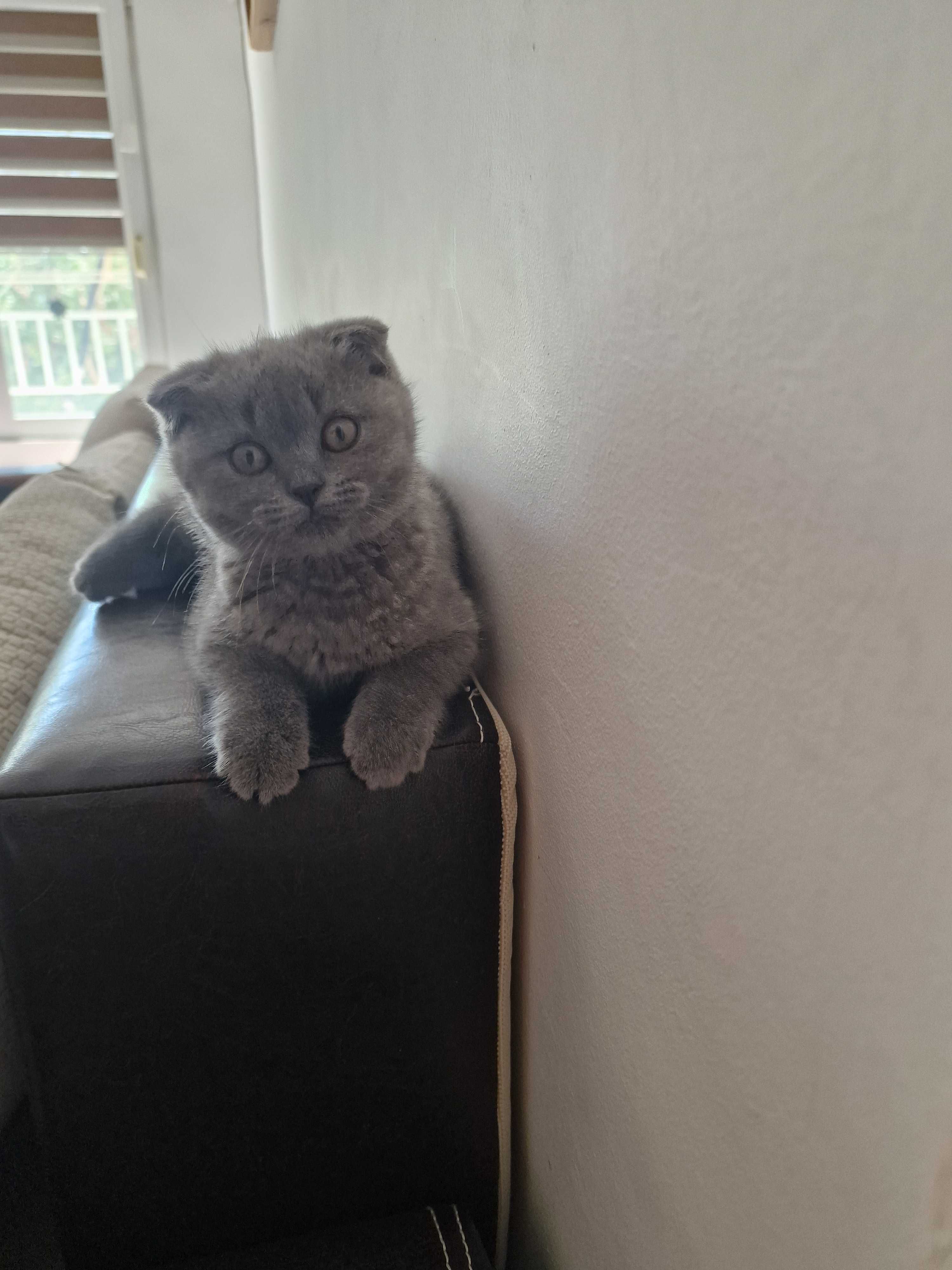 Котка британска клепоуха