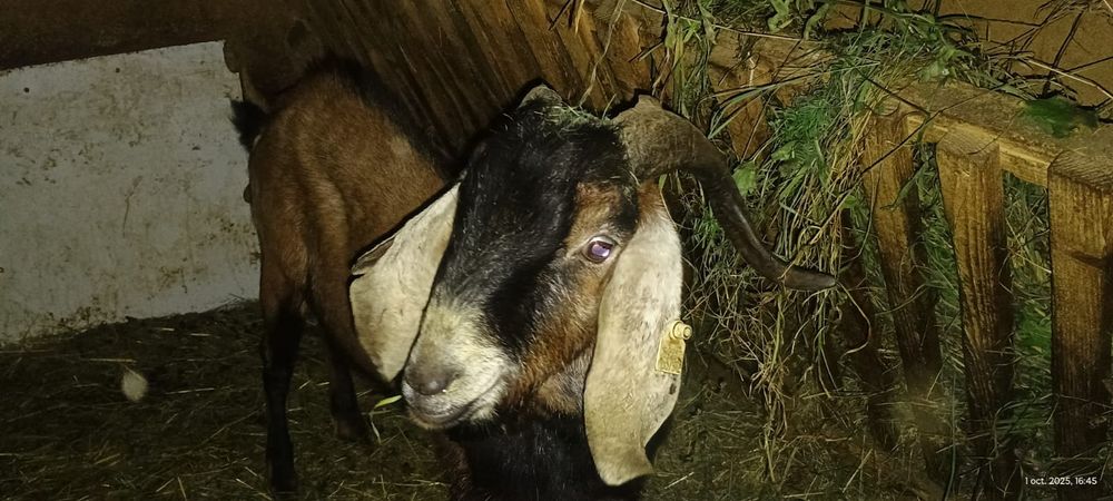 Țap. anglonubian,la schimb