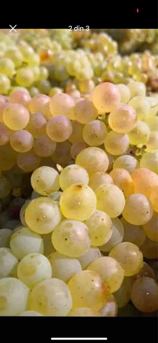Struguri de vin producator